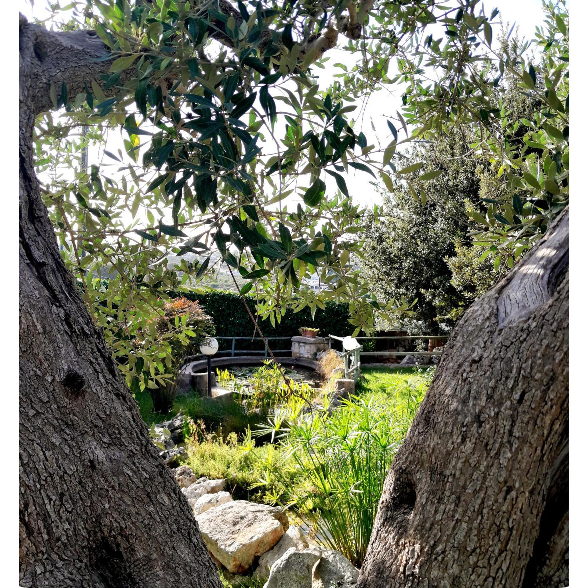 La Rosa Dei Trulli B&B Alberobello Dış mekan fotoğraf