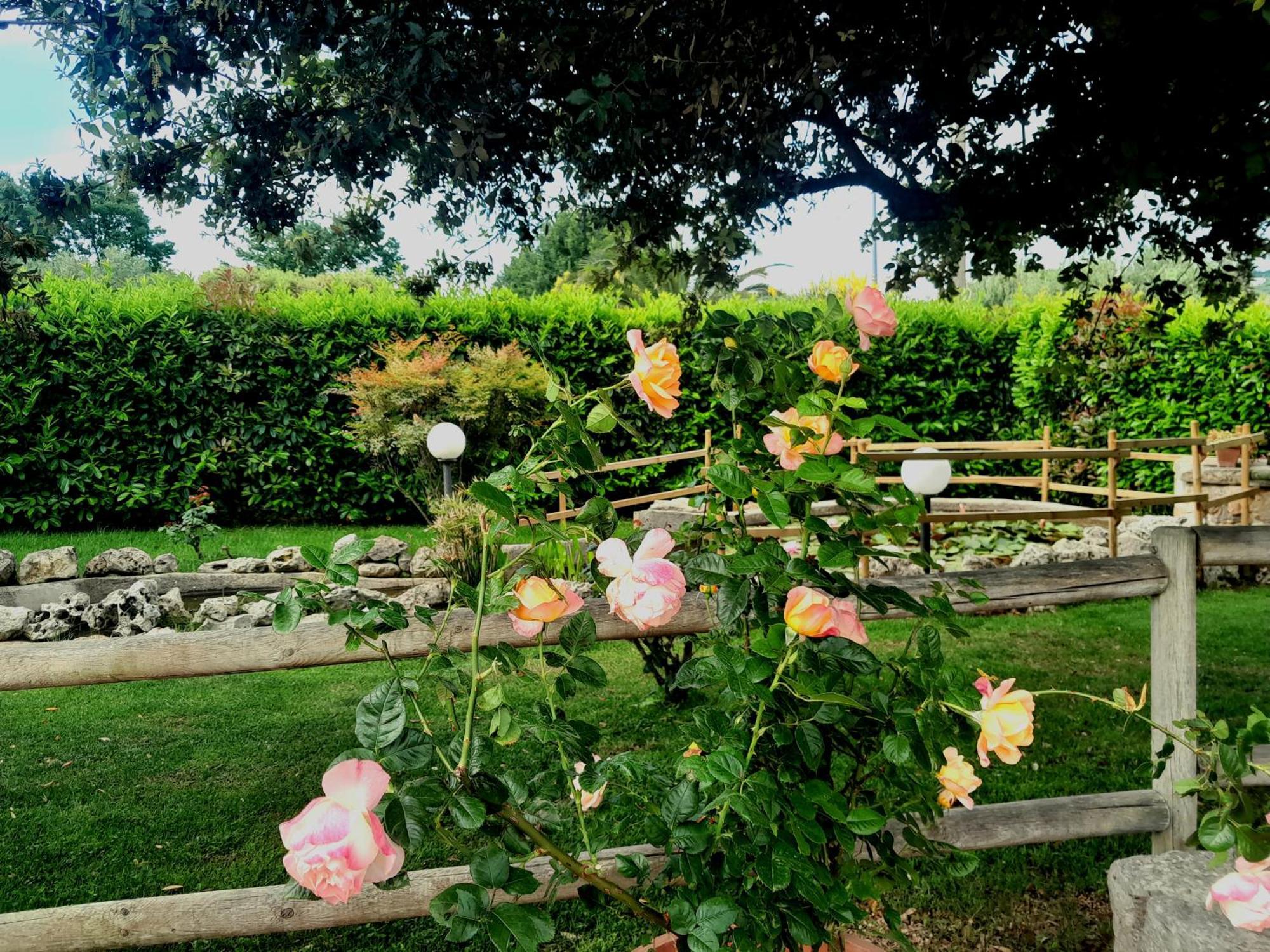 La Rosa Dei Trulli B&B Alberobello Dış mekan fotoğraf
